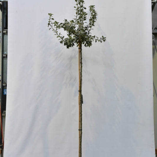Pyrus nivalis 'Catalia'