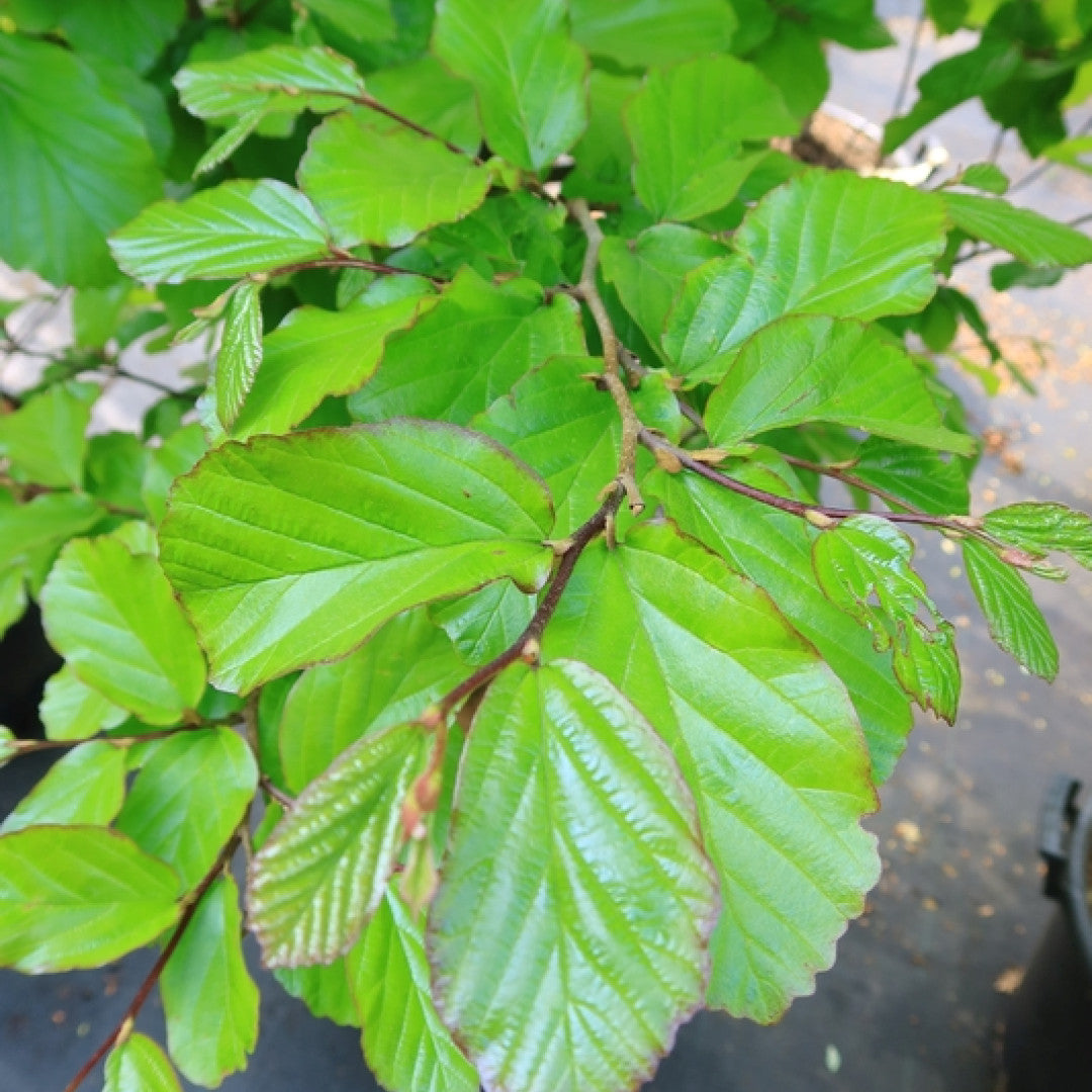 Parrotia persica 'Jodrell Bank'