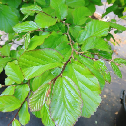 Parrotia persica 'Jodrell Bank'