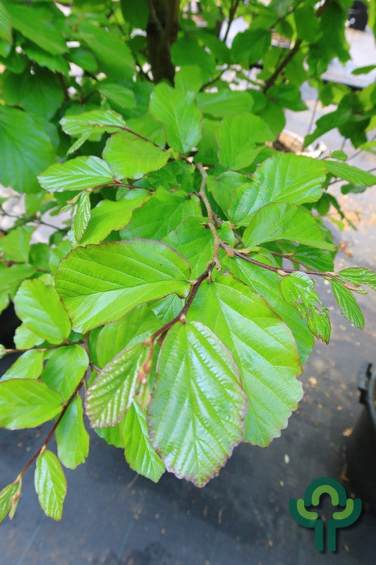 Parrotia persica 'Jodrell Bank'