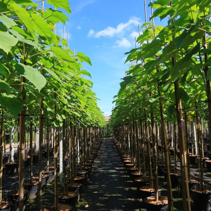 Paulownia tomentosa 'Hulsdonk'