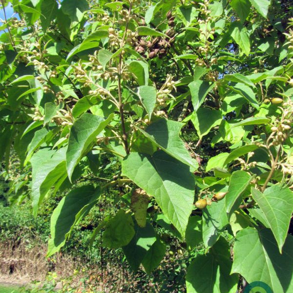 Paulownia tomentosa 'Hulsdonk'