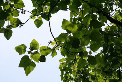 Paulownia tomentosa