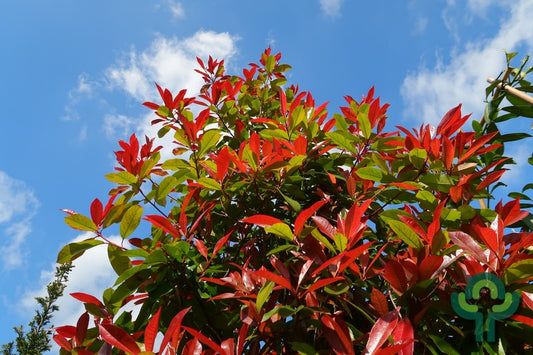Photinia fraseri 'Red Robin'