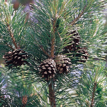 Grove den (Pinus sylvestris)