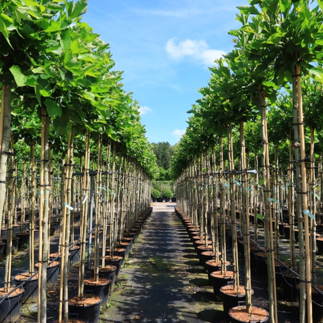 Platanus hispanica 'Alphen's Globe'