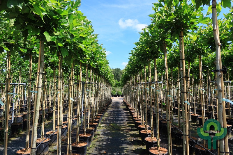 Platanus hispanica 'Alphen's Globe'