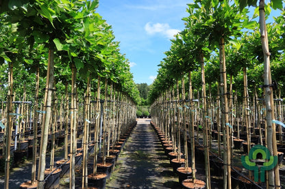 Platanus hispanica 'Alphen's Globe'