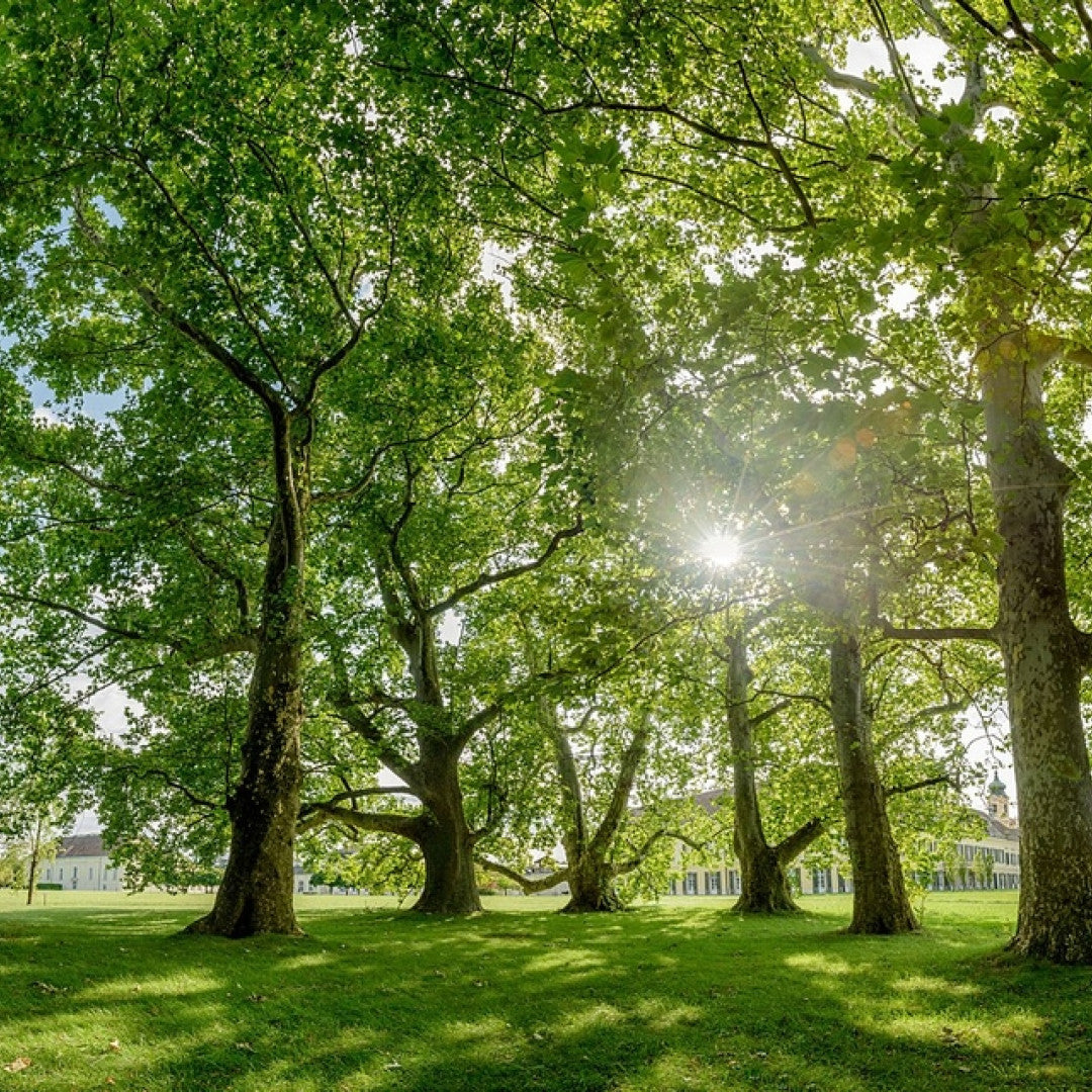 Platanus hispanica