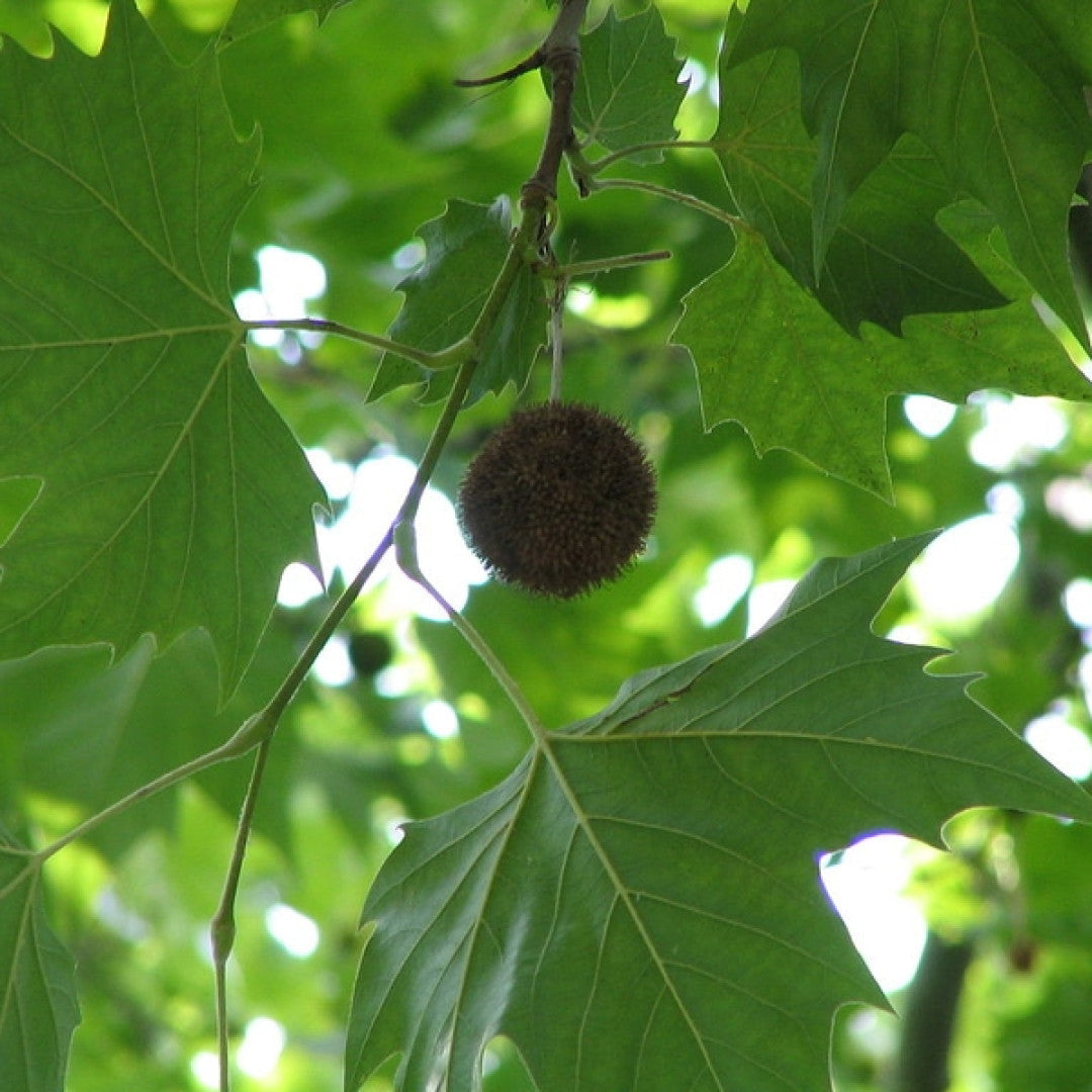 Platanus hispanica