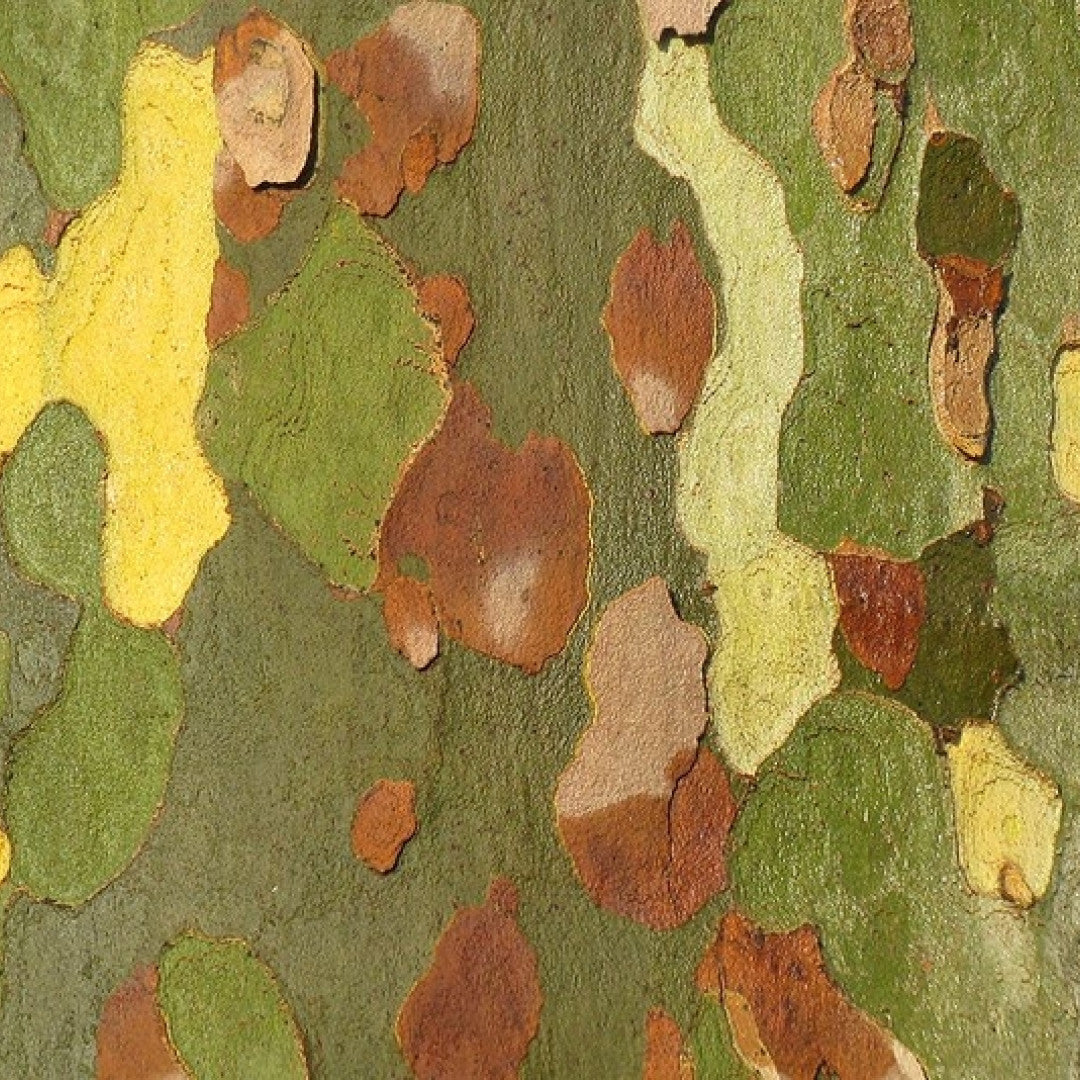 Platanus hispanica