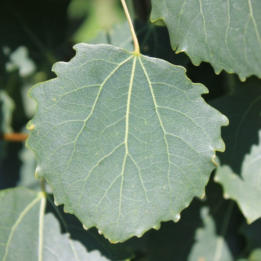 Populus tremula 'Erecta'