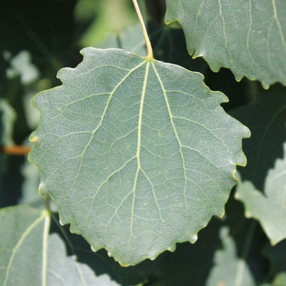 Populus tremula 'Erecta'