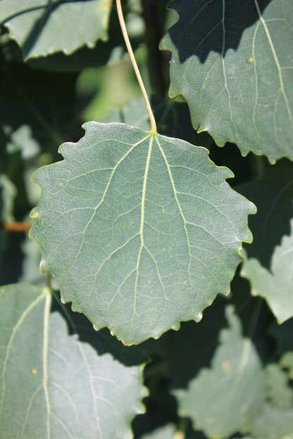 Populus tremula 'Erecta'