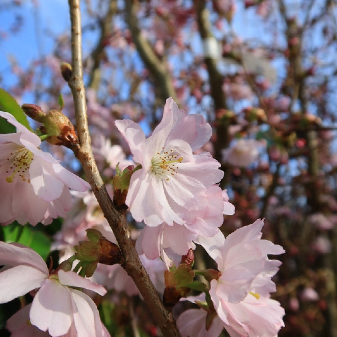 Prunus 'Accolade'