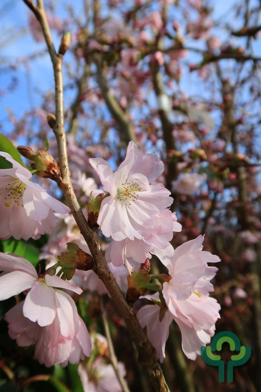 Prunus 'Accolade'