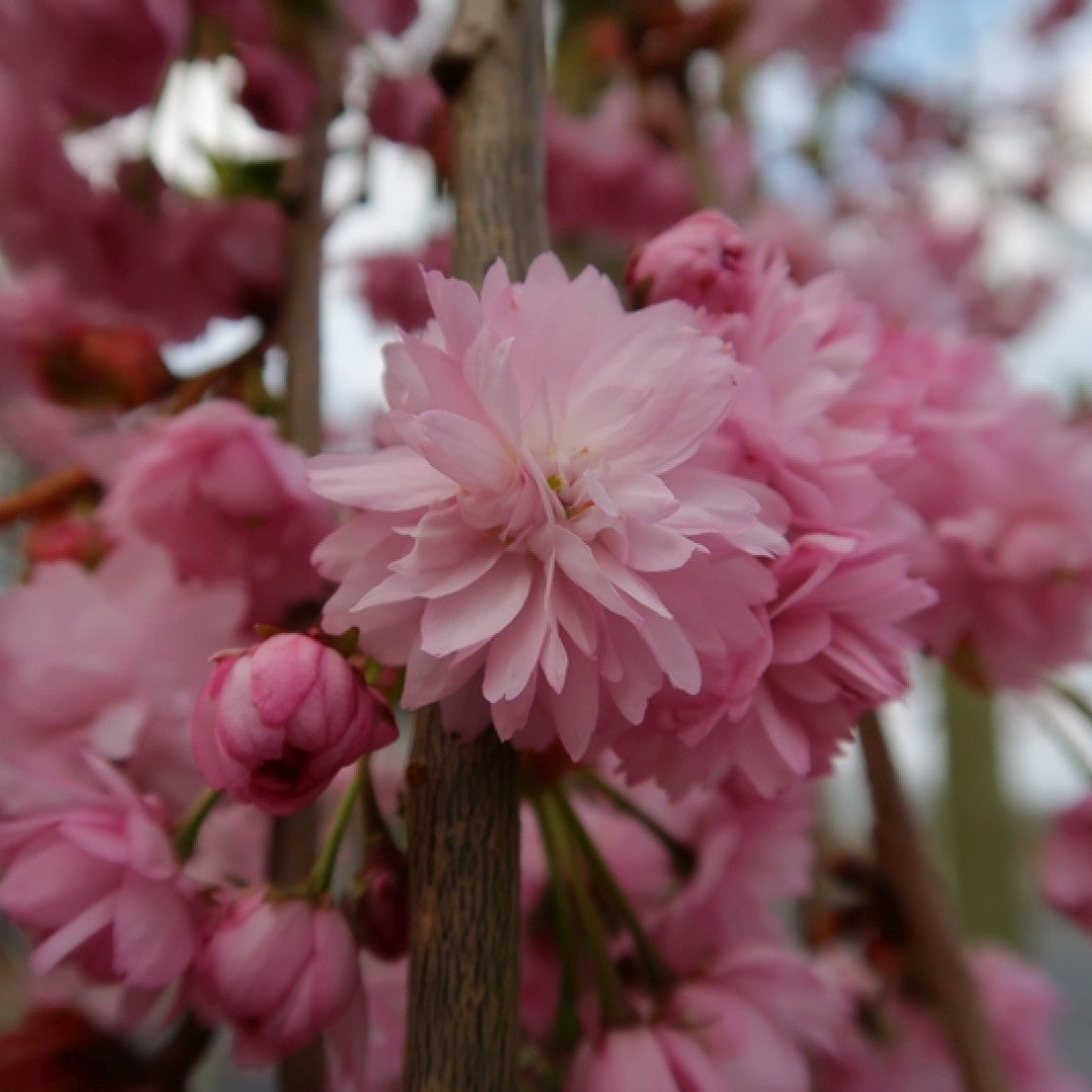 Prunus 'Kiku-shidare-zakura'
