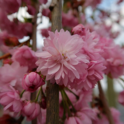 Prunus 'Kiku-shidare-zakura'