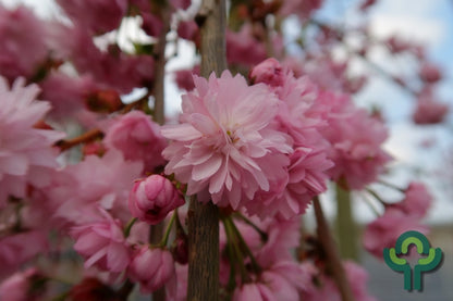 Prunus 'Kiku-shidare-zakura'