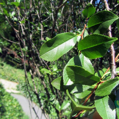 Prunus eminens 'Umbraculifera'