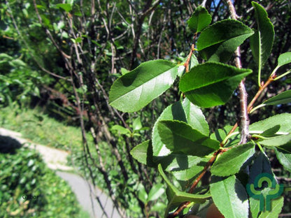 Prunus eminens 'Umbraculifera'