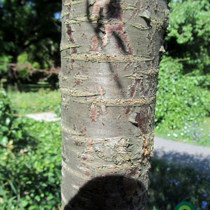 Prunus eminens 'Umbraculifera'