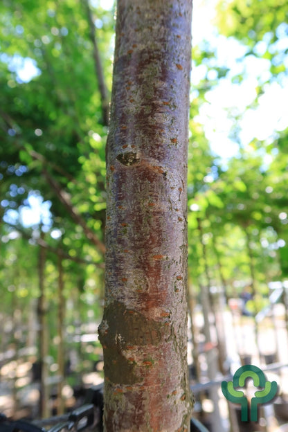 Prunus gondouinii 'Schnee'