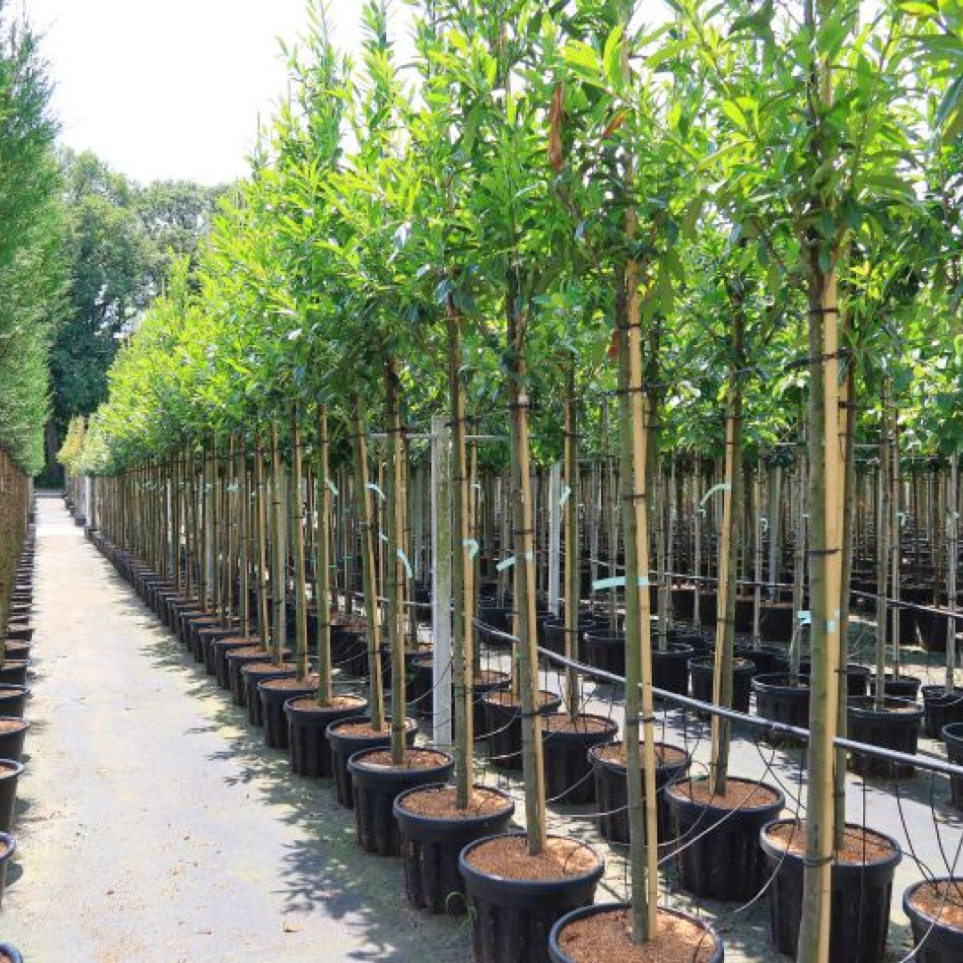 Prunus laurocerasus 'Caucasica'