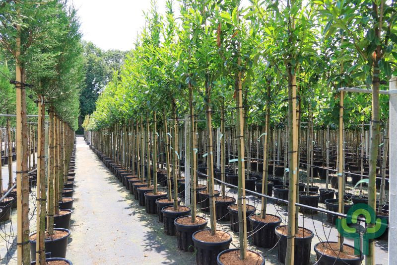 Prunus laurocerasus 'Caucasica'