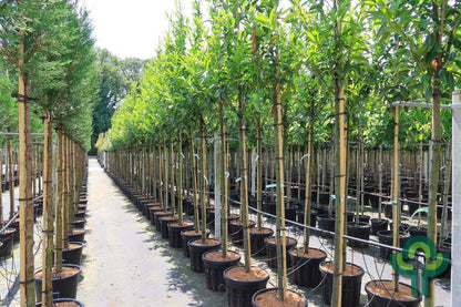 Prunus laurocerasus 'Caucasica'
