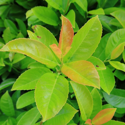 Prunus laurocerasus Etna