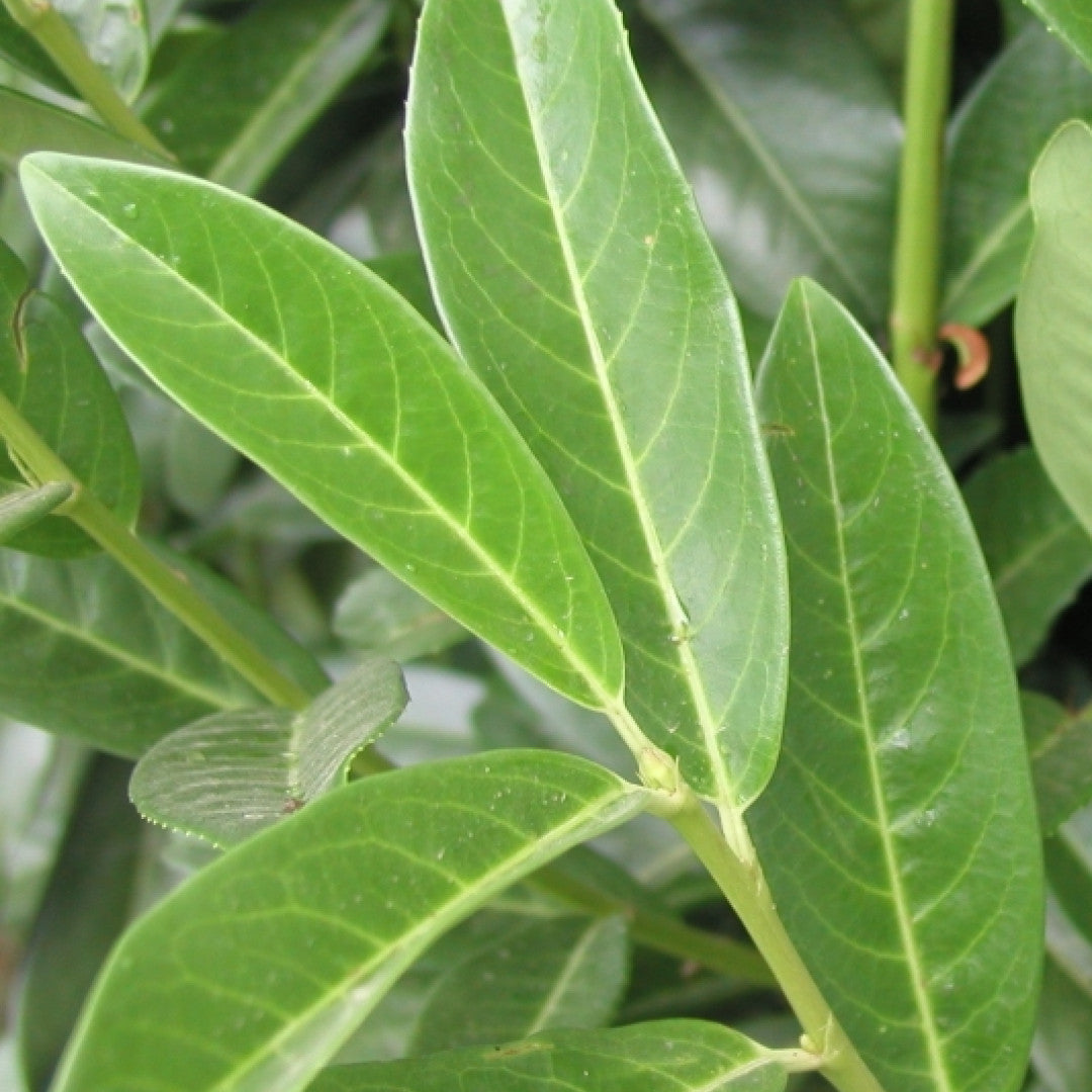 Prunus laurocerasus 'Genolia'