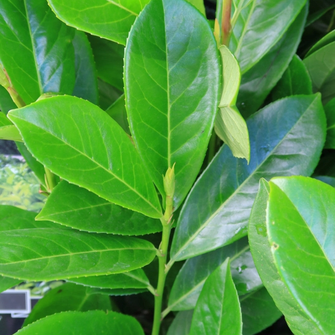 Prunus laurocerasus 'Novita'