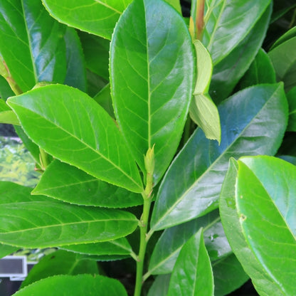Prunus laurocerasus 'Novita'