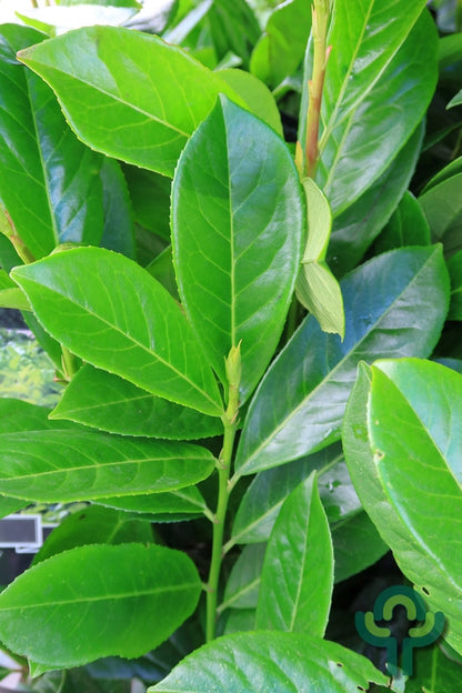Prunus laurocerasus 'Novita'