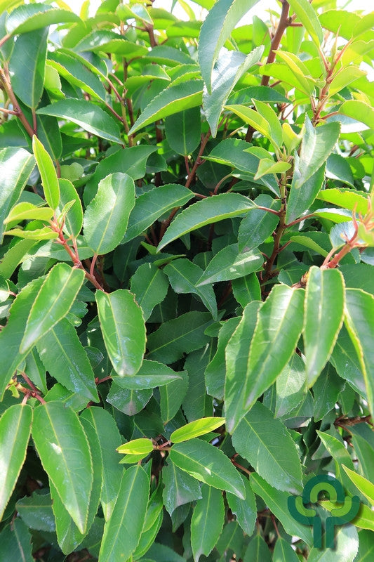 Prunus lusitanica 'Angustifolia'