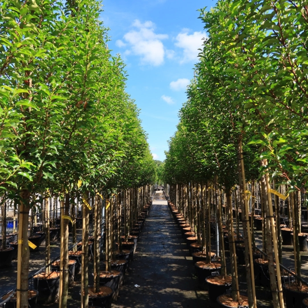 Prunus lusitanica 'Brenelia'