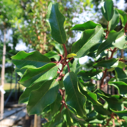 Prunus lusitanica 'Brenelia'