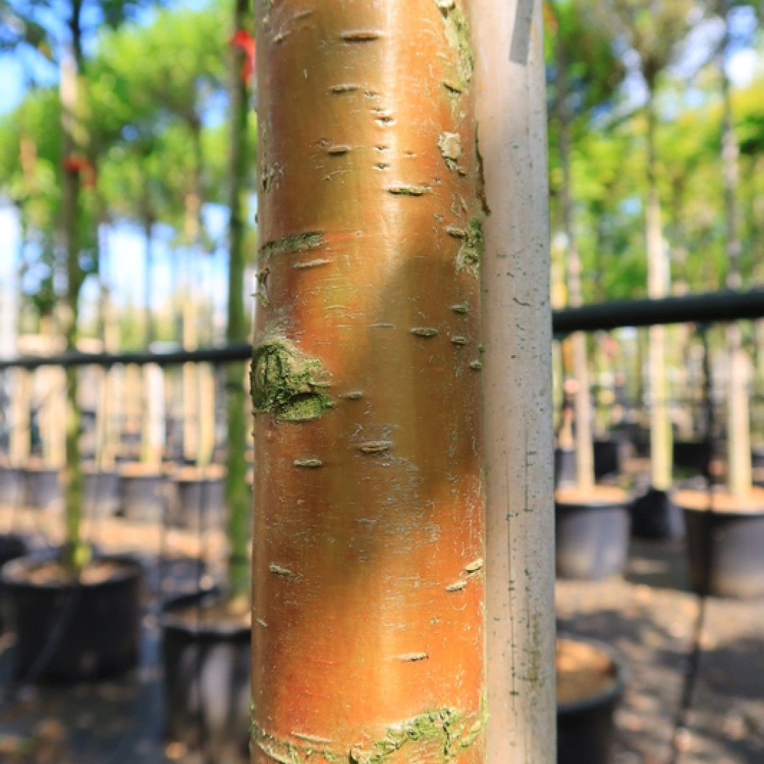 Prunus maackii 'Amber Beauty'