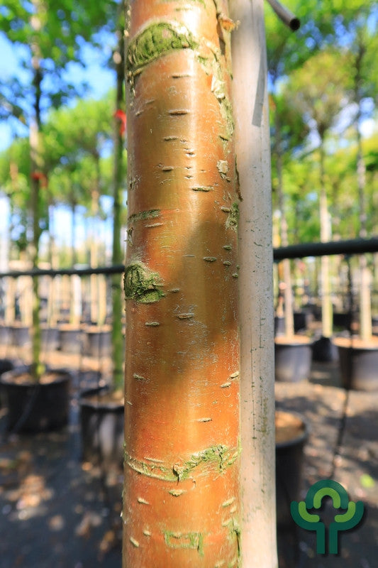 Prunus maackii 'Amber Beauty'