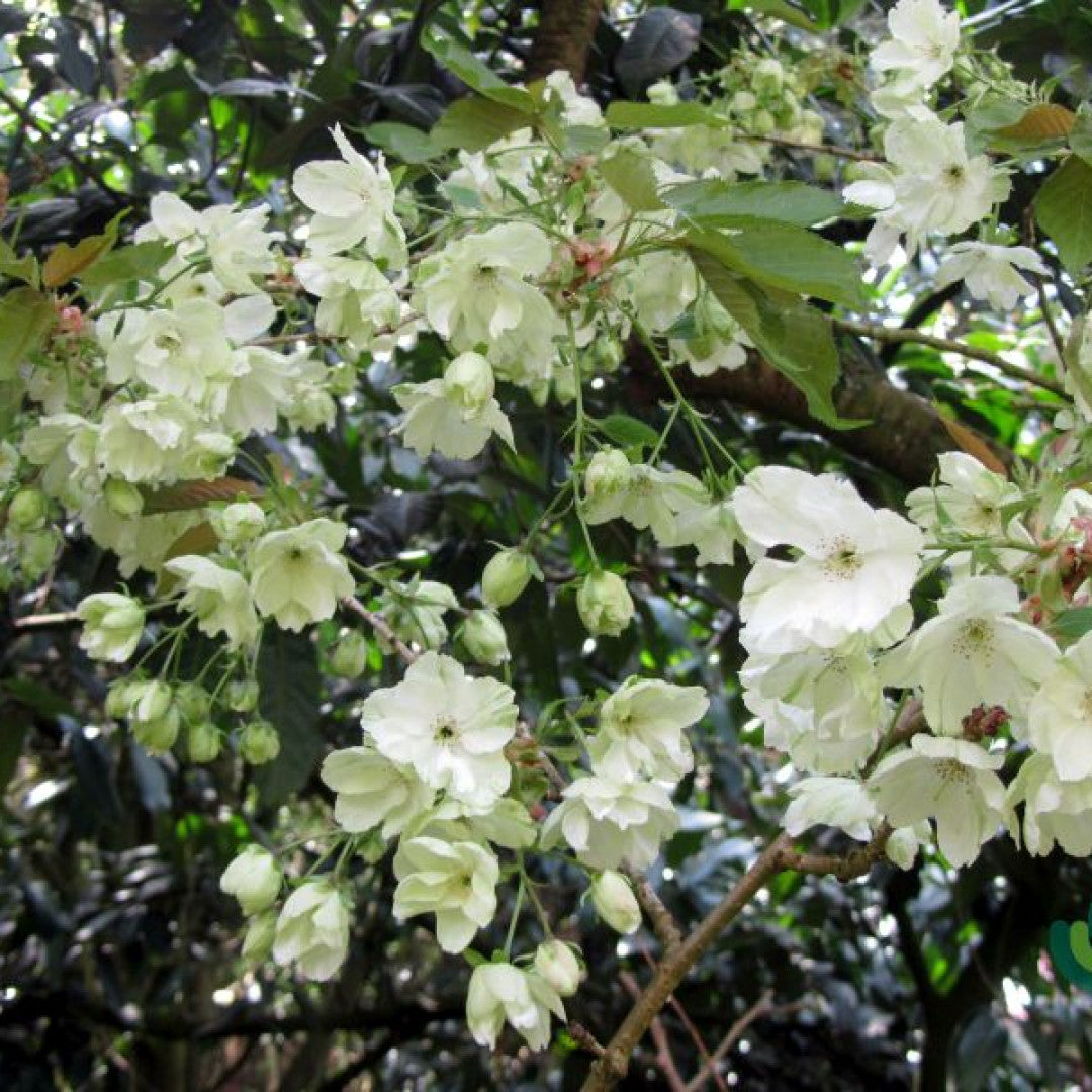Prunus serrulata 'Ukon'