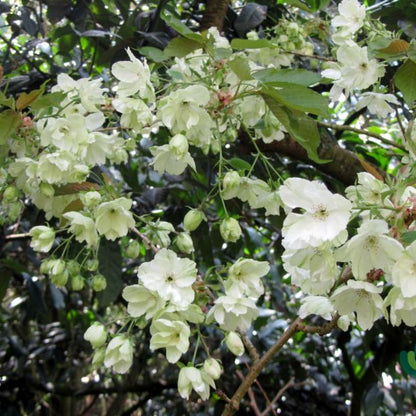 Prunus serrulata 'Ukon'