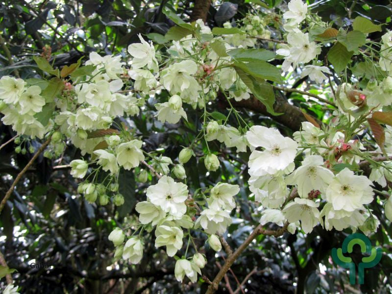 Prunus serrulata 'Ukon'