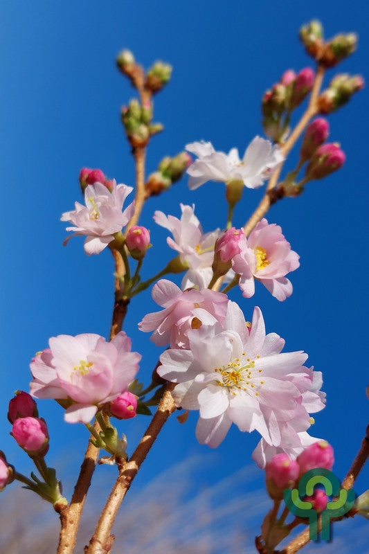 Prunus subhirtella 'Autumnalis Rosea'