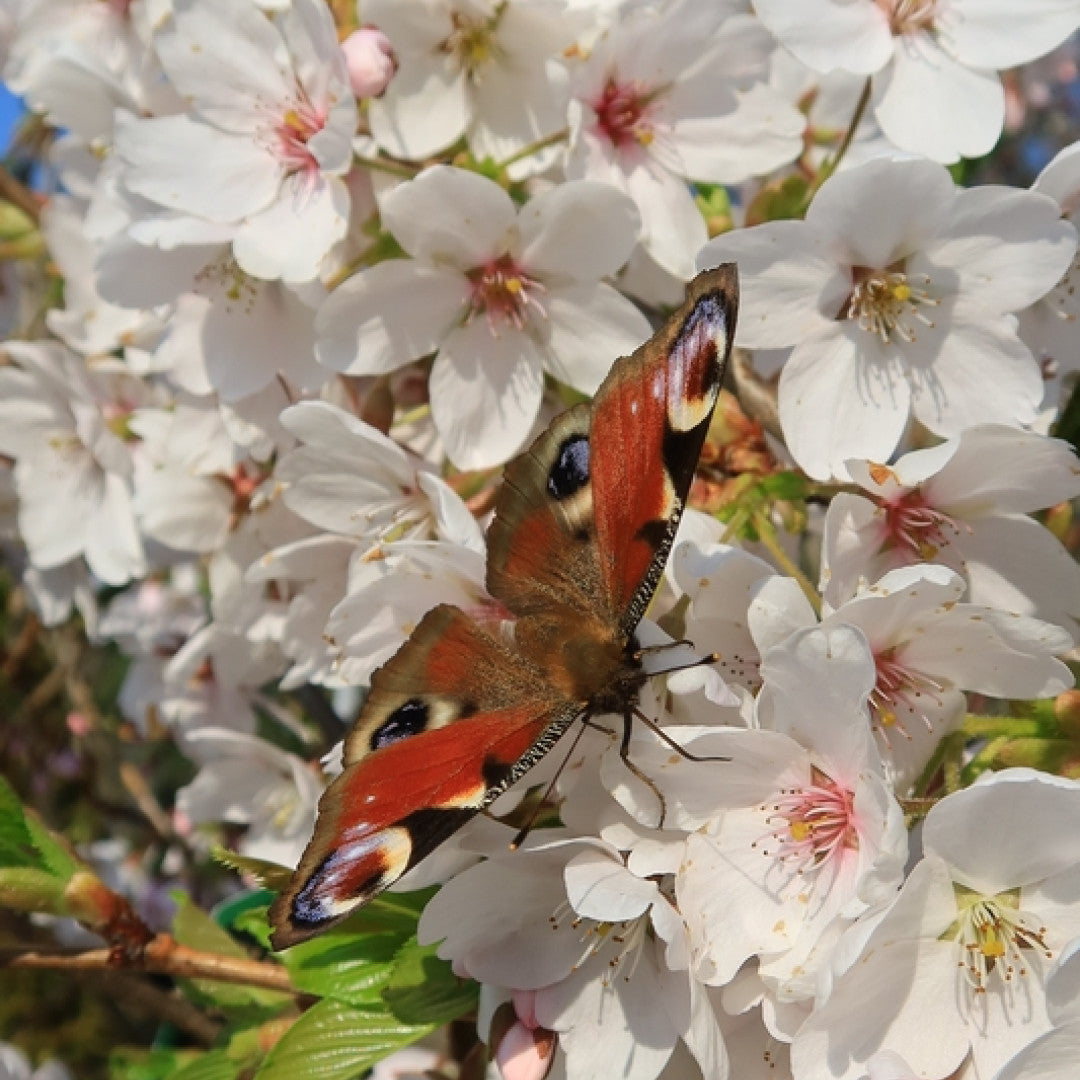 Prunus yedoensis