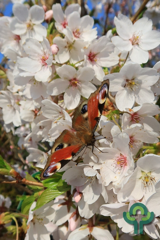 Prunus yedoensis