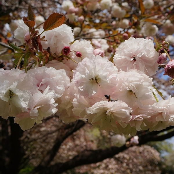 Prunus serrulata 'Fugenzo'