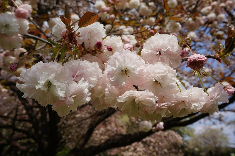 Prunus serrulata 'Fugenzo'