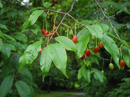 Prunus serrula