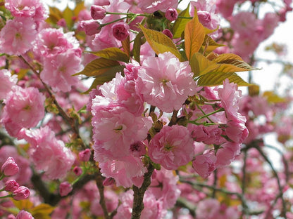 Prunus serrulata 'Kanzan'